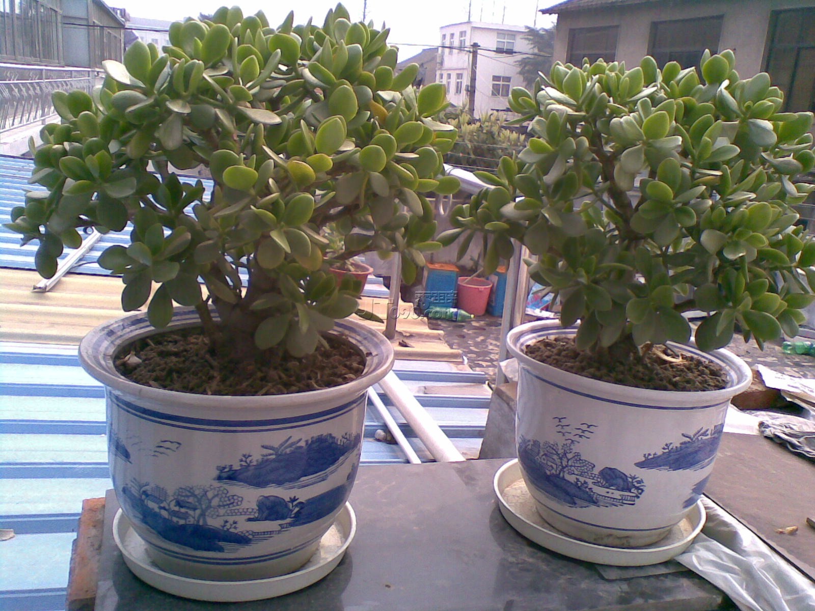 20110408629.jpg